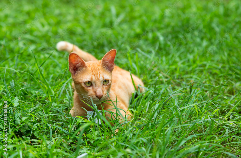 funny yellow cat on the lawn funny yellow cat on the lawn