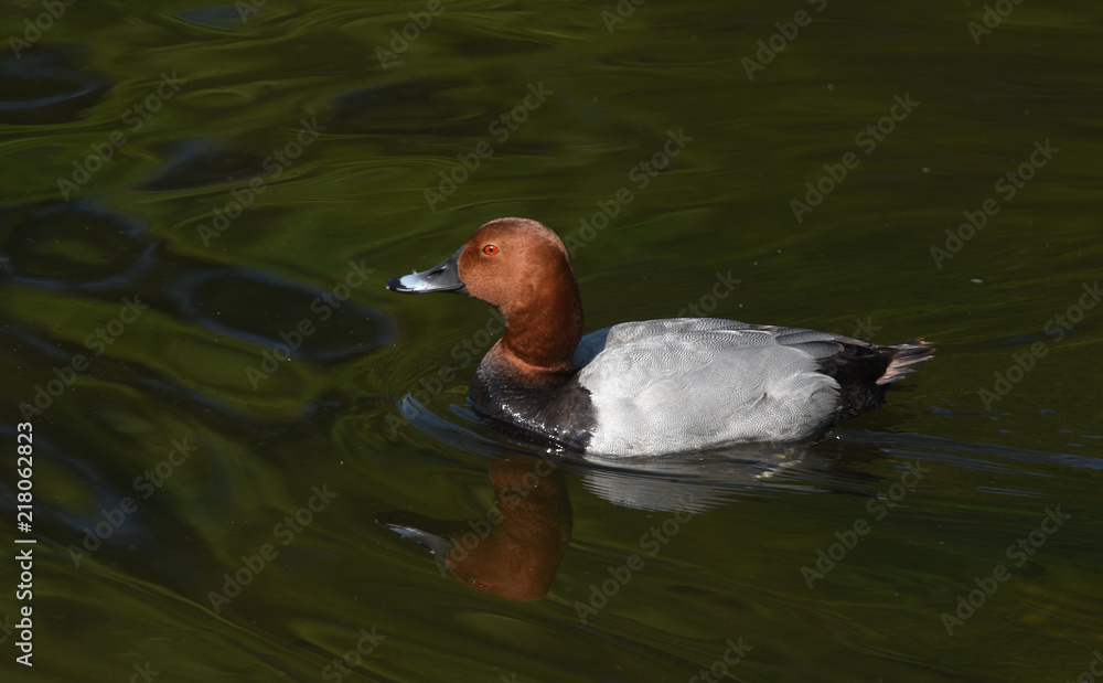 Fototapeta premium Common Pochard spotted in St James' Park
