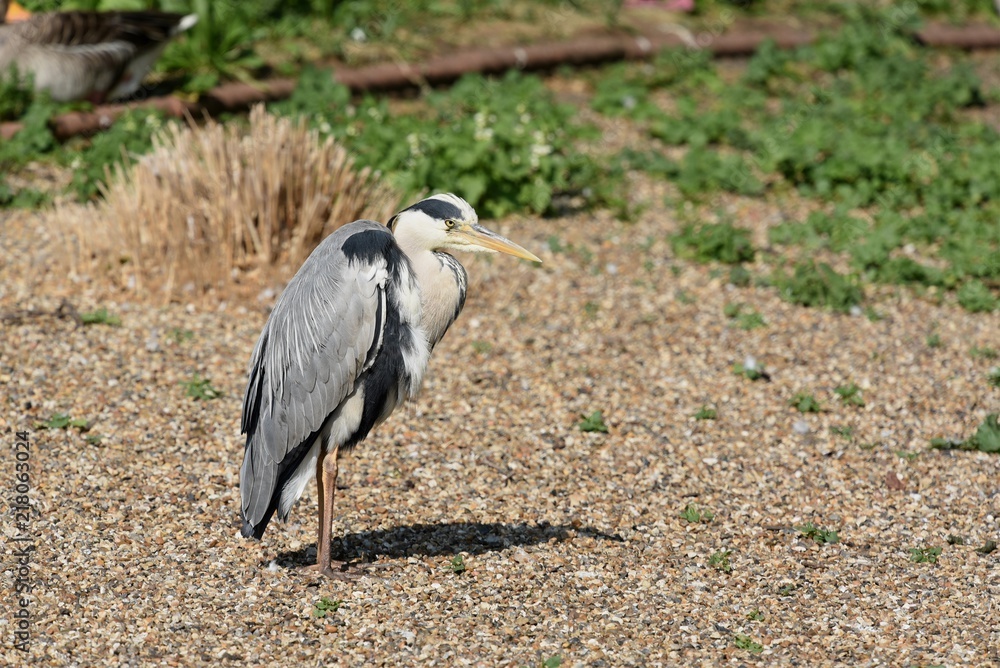 Fototapeta premium Grey Heron spotted in St James' Park