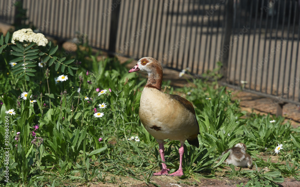 Fototapeta premium Egyptian Goose with its young one