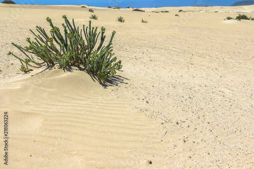 Small bush in wide Dunas de Corralejo, Fuerteventura