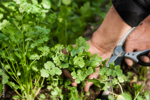 Photos Harvesting the herb cilantro by hand.
