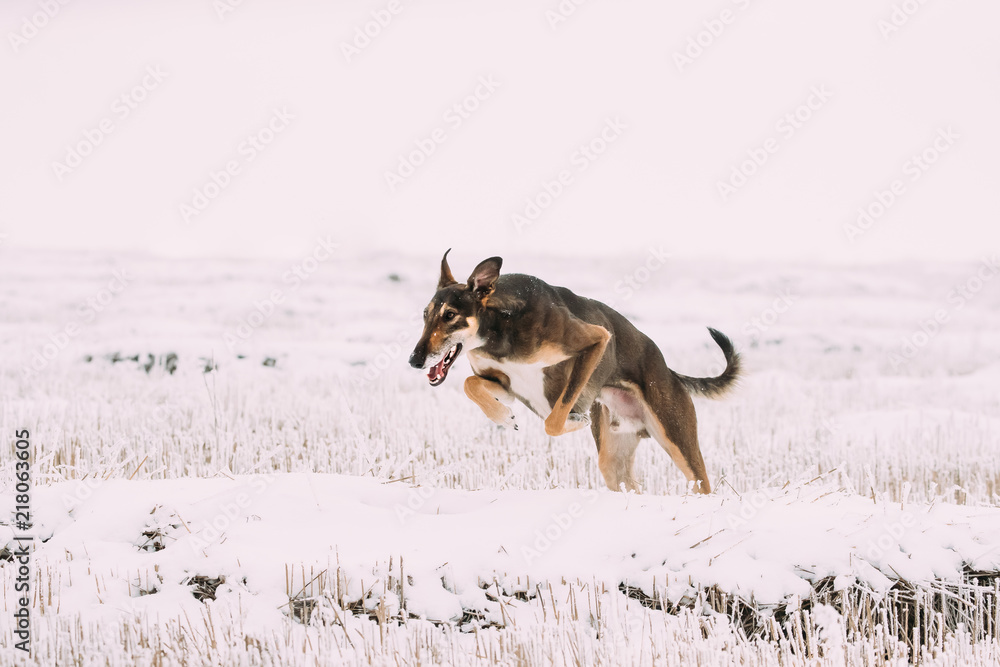 Hunting Sighthound Hortaya Borzaya Dog During Hare-hunting At Winter Day