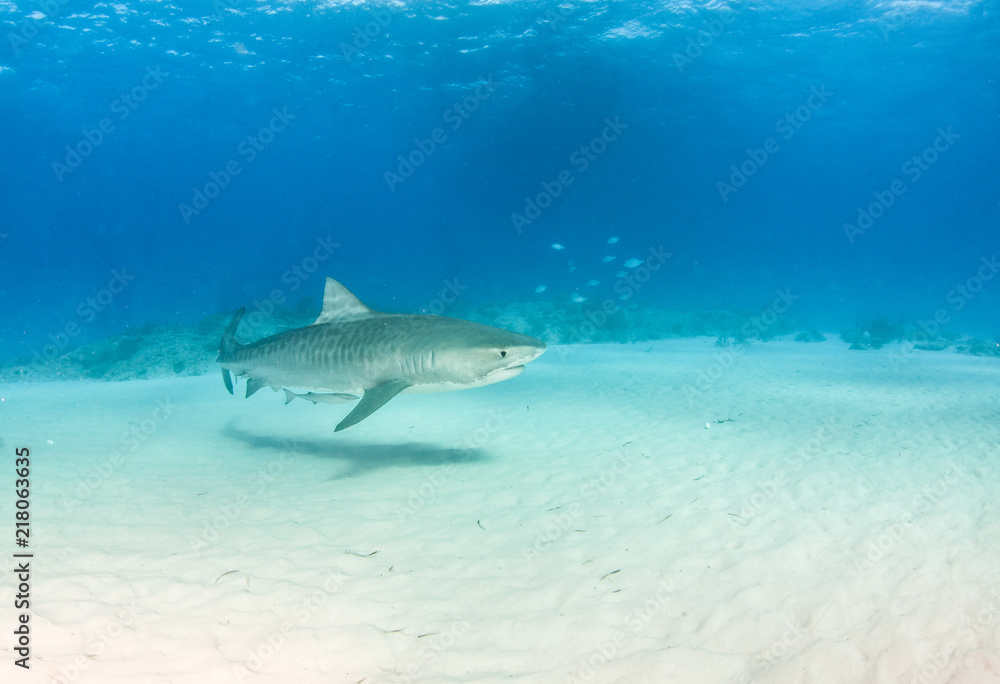 Tiger shark at Tigerbeach, Bahamas Tiger shark at Tigerbeach, Bahamas