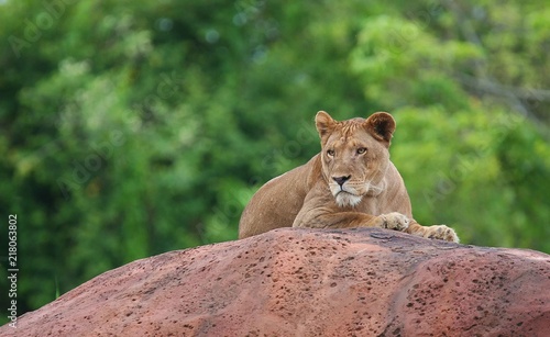 female lion on rock stone