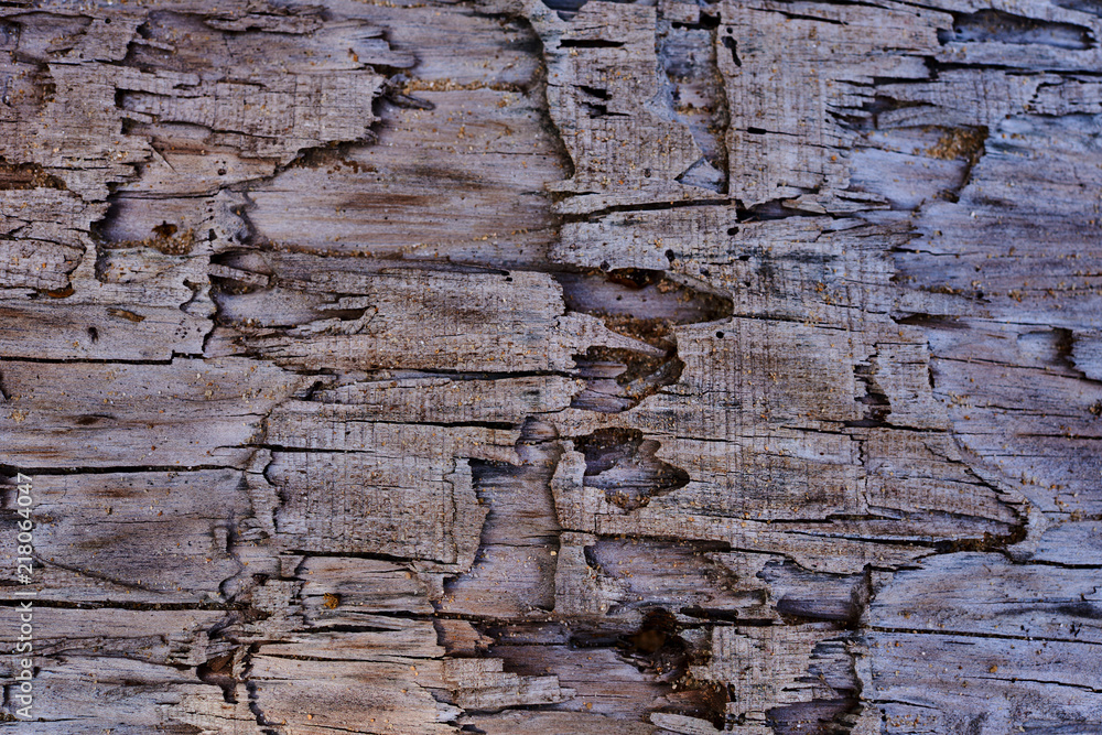 Texture of bark wood used as natural background. Texture of bark wood used as natural background.