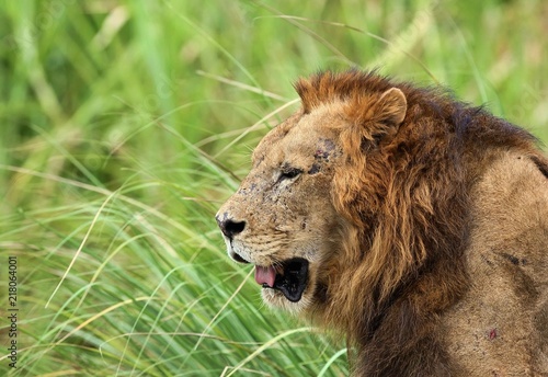 old lion face side view 