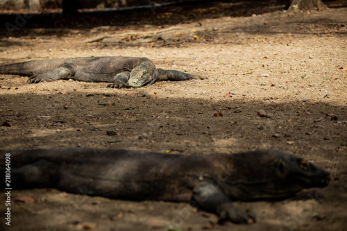 The Komodo dragon is the biggest living lizard in the world. Island Rinca. Indonesia.