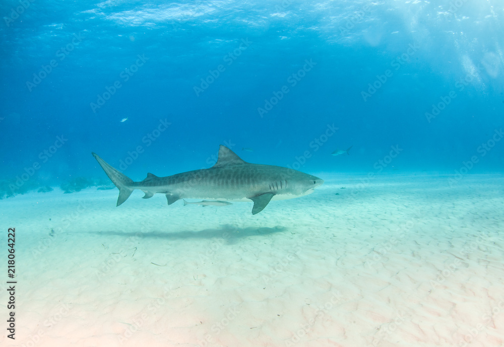 Fototapeta premium Tiger shark at Tigerbeach, Bahamas