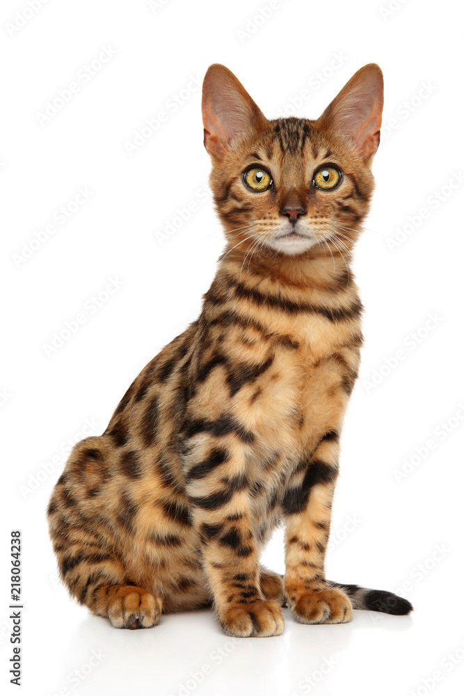 Obraz premium Kot bengalski na białym tle