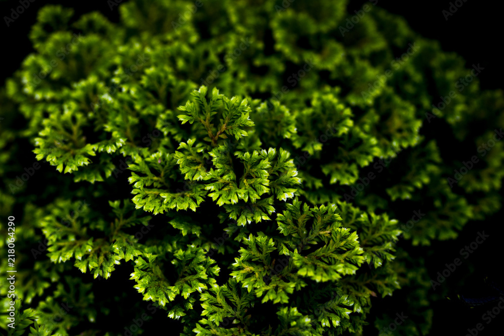 Fern and flower on black background.Fresh green nature wall paper background. Fern and flower on black background.Fresh green nature wall paper background.
