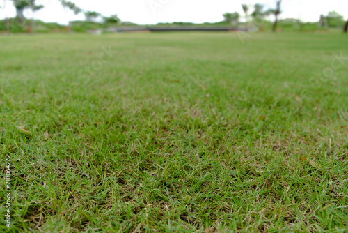 Grassy green lawn texture background