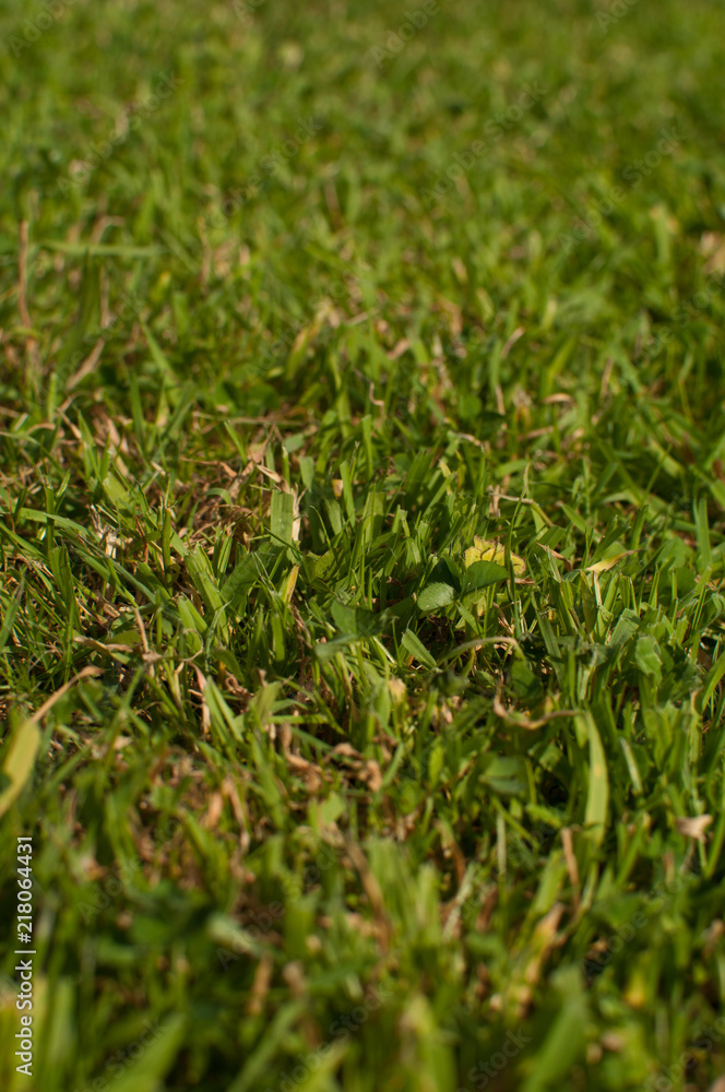 Summer Cut Summer Cut