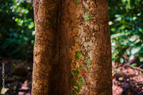 Tropical tree trunk on the natural green background. Brown pattern background tree bark. Tree trunk texture of old bark for background. Texture tree trunk in tropical forest.