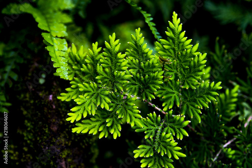 Fern and flower on black background.Fresh green nature wall paper background.