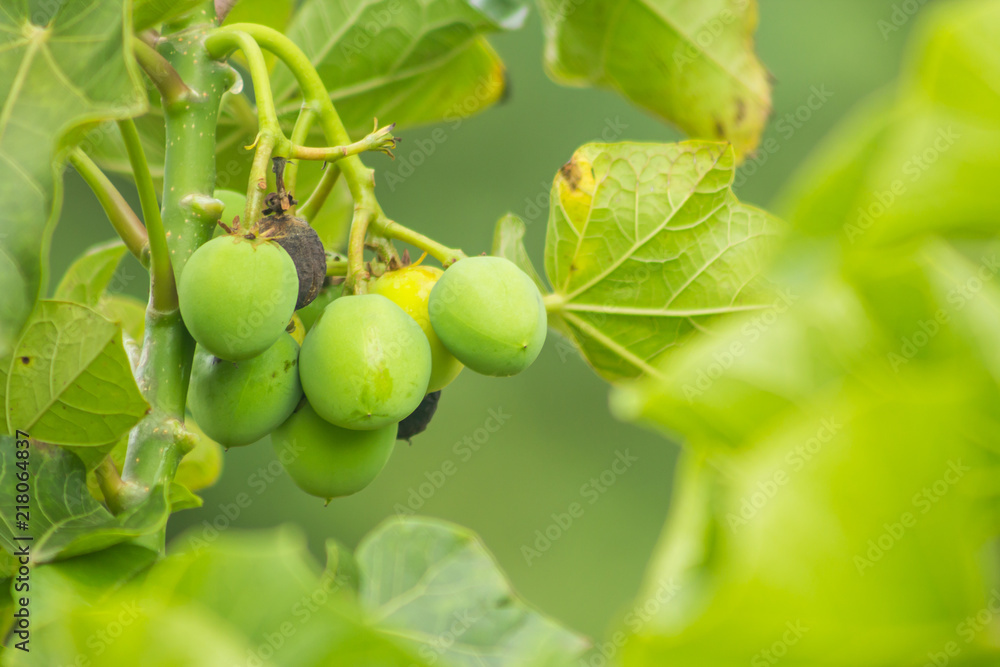 Jatropha curcas Jatropha curcas