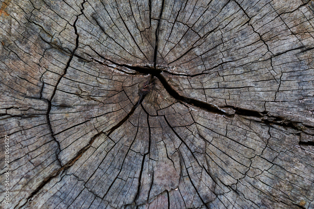 Tree Rings Tell Your Story — Terri Conlin