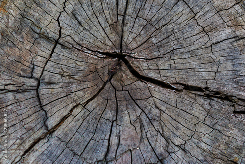 Tree rings old weathered wood texture with the cross section of a cut log showing the concentric annual growth rings as a flat nature background and conservation concept of forestry and aging.