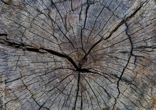 Close up the cross section of the old tree, The wood surface of the tree was cut off. Stump have crack bark. Wooden texture. Wooden background. Abstract background. Background texture of old dead tree
