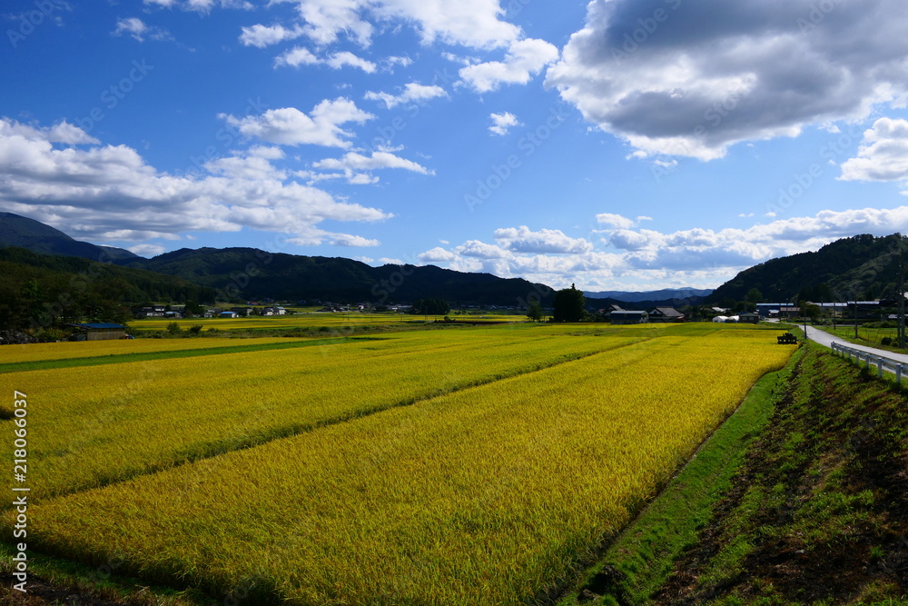 秋の農村。黄金色の稲穂。遠野　岩手　日本。９月下旬。