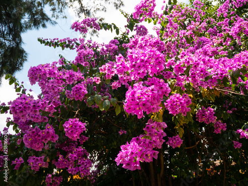 Nyctaginaceae. Bougainvillea glabra purple flowers on the beautiful big tree in botanical garden