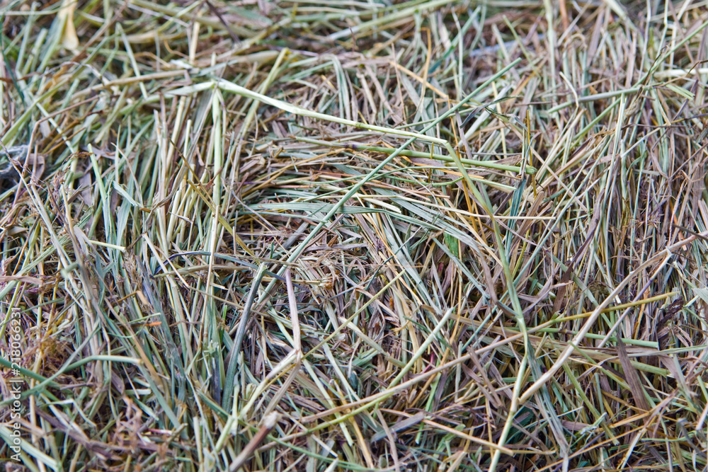 fresh hay close-up texture for background fresh hay close-up texture for background