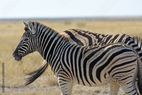 Steppenzebra  Equus quagga  im Etosha Nationalpark  Namibia 