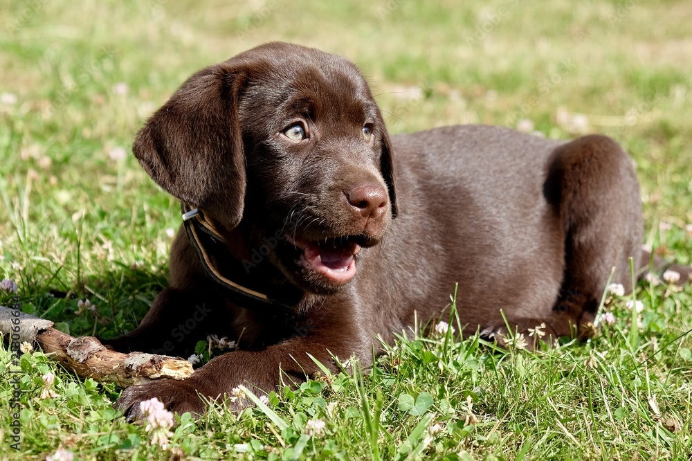 Welpe Labrador Welpe Labrador