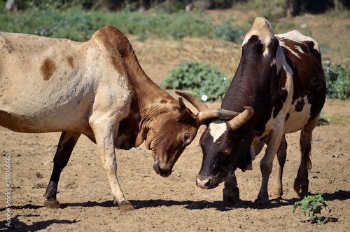 Bull fight play in Madagascar. Cattle fighting is an entertainment in Madagascar. 