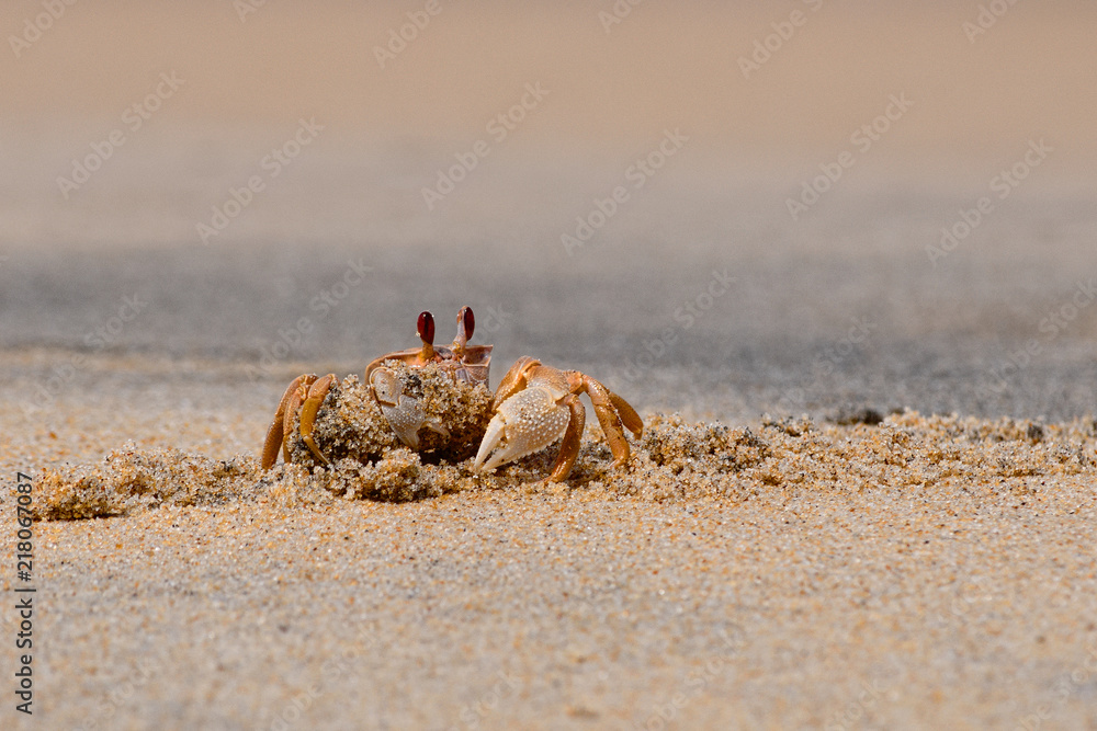 Close up portrait of a sand crab on the beach Close up portrait of a sand crab on the beach