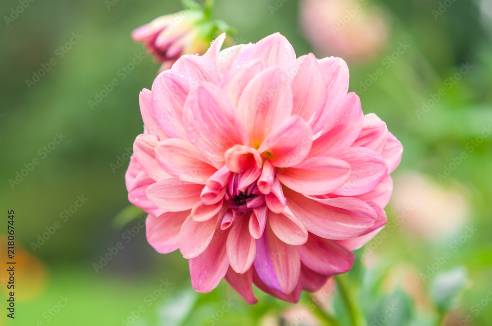 Transparent beautiful water droplets on petals of a pink flower in spring summer nature in open air close-up macro Transparent beautiful water droplets on petals of a pink flower in spring summer nature in open air close-up macro