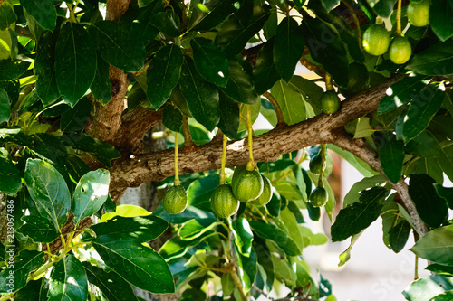 Avocado fruits hanging on a tree with leaves