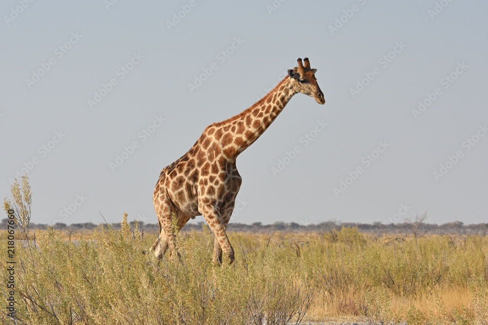 Obraz premium Giraffe (giraffa camelopardalis) im Etosha Nationalpark
