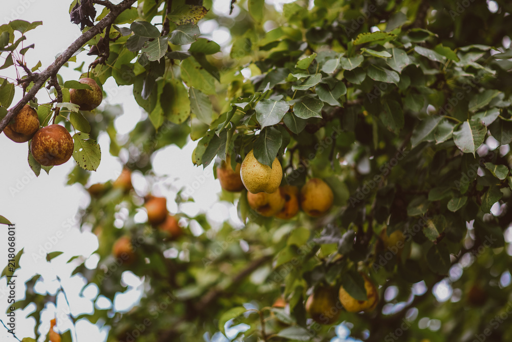 Organic pears in natural environment. Crop of pears in autumn garden. Tasty juicy young pear hanging on tree branch on summer fruits garden. Healthy organic concept. Nature background. Selective focus Organic pears in natural environment. Crop of pears in autumn garden. Tasty juicy young pear hanging on tree branch on summer fruits garden. Healthy organic concept. Nature background. Selective focus