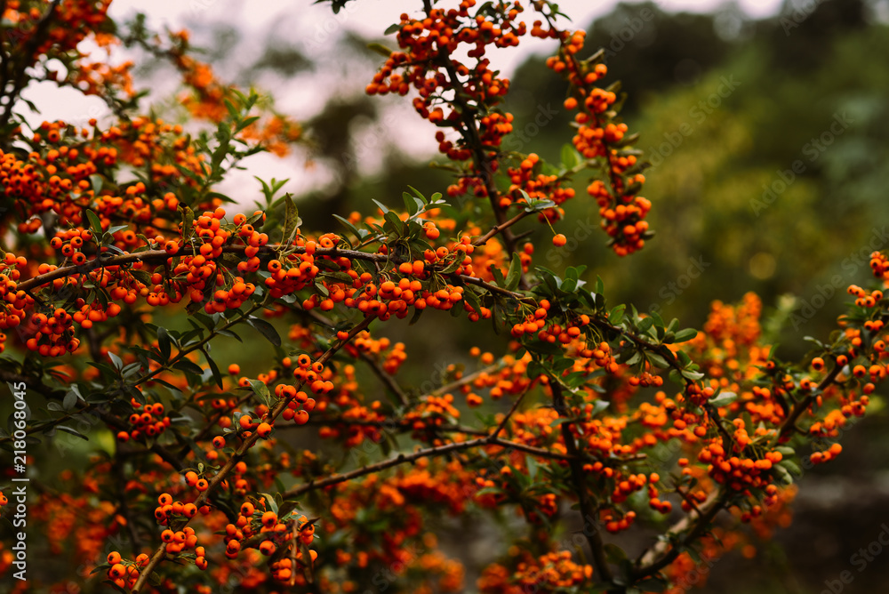 Autumn berries and leaves on the blurred trees background. Fall background. Colorful autumn landscape. Pyracantha orange berries with green leaves. Autumn nature background. Selective focus. Autumn berries and leaves on the blurred trees background. Fall background. Colorful autumn landscape. Pyracantha orange berries with green leaves. Autumn nature background. Selective focus.