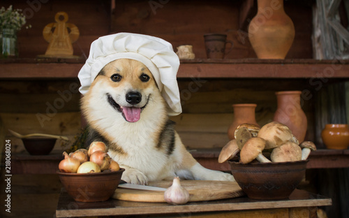 Dog Welsh Corgi prepares mushrooms for dinner with onion and garlic.