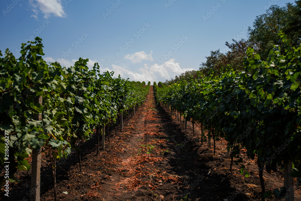 Rows of grapevines. Horizon over endless vines in a row. Beautiful rows of grapes before harvesting. Autumn landscape with colorful vineyards. Abstract background. Nature landscape.