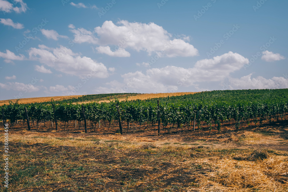 Wine growing region, rows of young grape vines in a vineyard with a line of dry straw in the middle, autumn time. Blue sky and white clouds. Landscape with colorful vineyards. Agriculture concept.