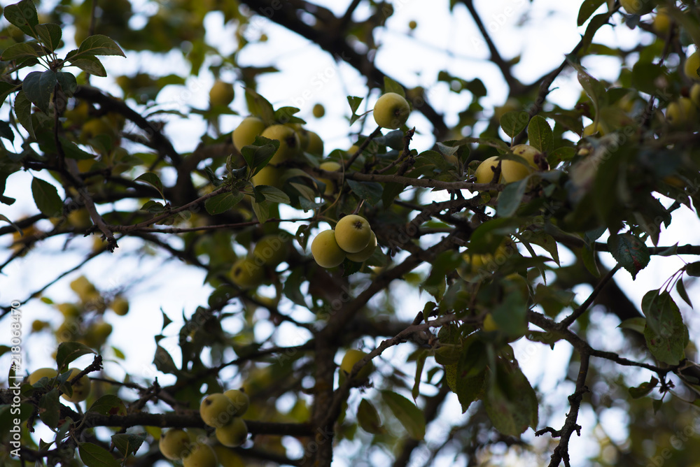 Yellow apples grows on a branch among the green foliage with blurred natural green background. Ripe apples clusters hanging heap on a tree branch in an intense apple orchard. Natural autumn concept. Yellow apples grows on a branch among the green foliage with blurred natural green background. Ripe apples clusters hanging heap on a tree branch in an intense apple orchard. Natural autumn concept.