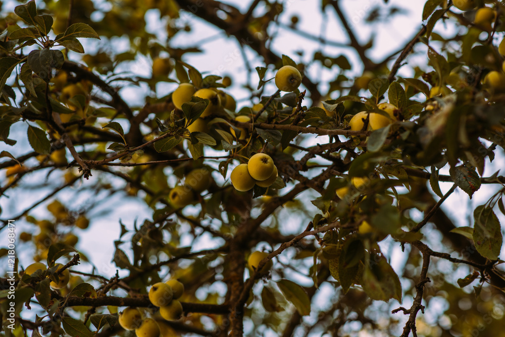 Yellow apples grows on a branch among the green foliage with blurred natural green background. Ripe apples clusters hanging heap on a tree branch in an intense apple orchard. Natural autumn concept. Yellow apples grows on a branch among the green foliage with blurred natural green background. Ripe apples clusters hanging heap on a tree branch in an intense apple orchard. Natural autumn concept.