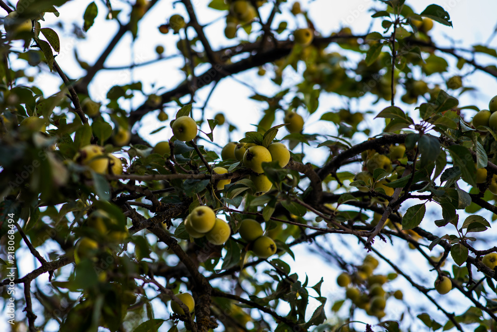 Yellow apples grows on a branch among the green foliage with blurred natural green background. Ripe apples clusters hanging heap on a tree branch in an intense apple orchard. Natural autumn concept.