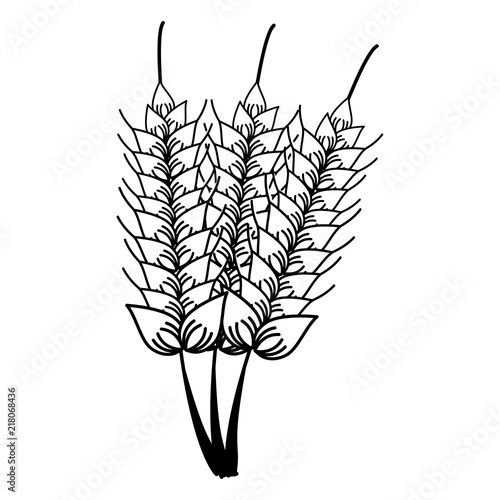 Wheat food natural vector illustration graphic design