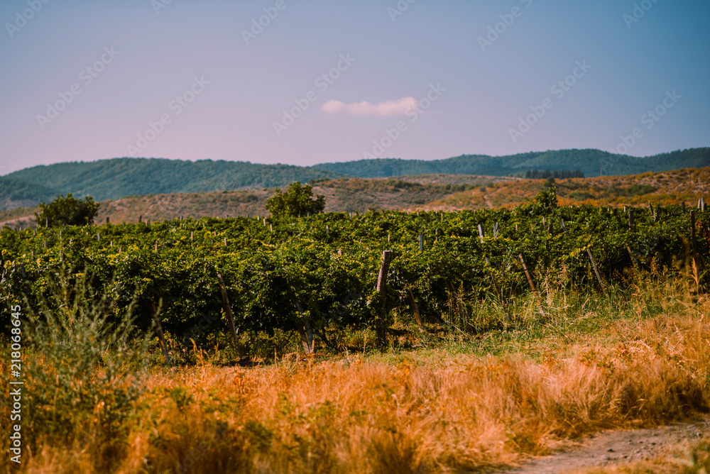 Beautiful rows of grapes before harvesting. Autumn landscape with colorful vineyards. Abstract background of autumn vineyards. Autumn color. Seasonal picturesque background. Grape wineland landscape
