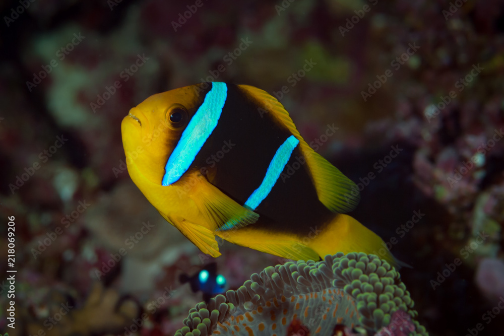 Clarki Anemonefish Amphiprion clarkii Clarki Anemonefish Amphiprion clarkii