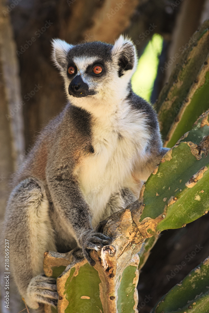 Obraz premium Ringtailed lemur, Lemur catta, in Berenty private reserve, MAdagascar