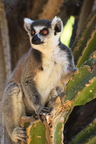 Ringtailed lemur, Lemur catta, in Berenty private reserve, MAdagascar