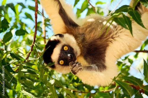 Verreaux's sifaka or Propithecus verreauxi also known as the dancing lemur of Madagascar eating