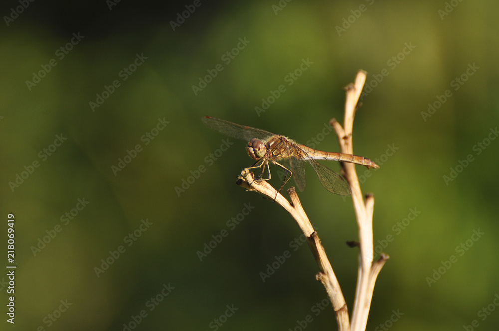 Beautiful dragonfly sitting on a dry plant close-up Beautiful dragonfly sitting on a dry plant close-up