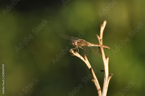 Beautiful dragonfly sitting on a dry plant close-up