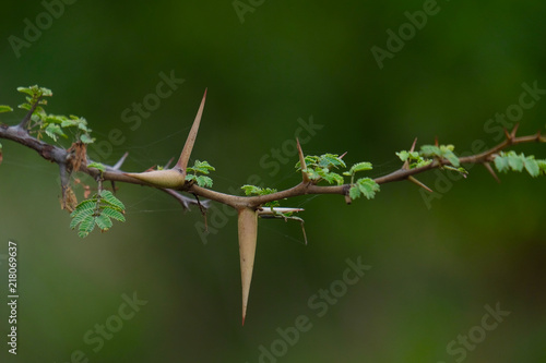 Babul Acacia white sharp thorn in tropical forest, Maharashtra, India 
